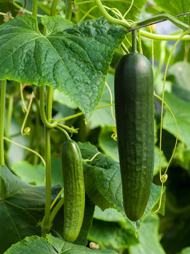 Pepino