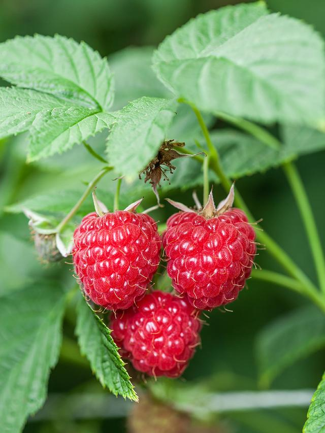 Amora e Framboesa