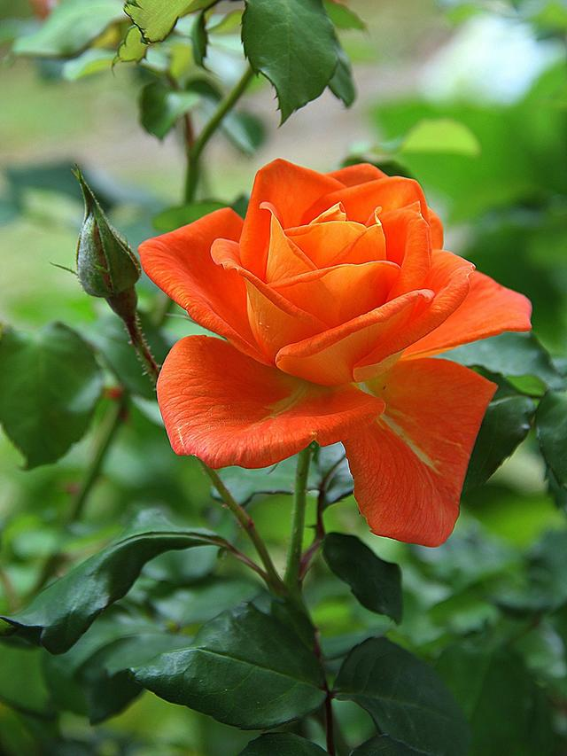 Rosa