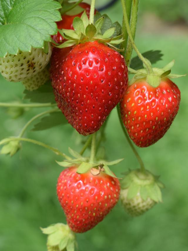 Morango