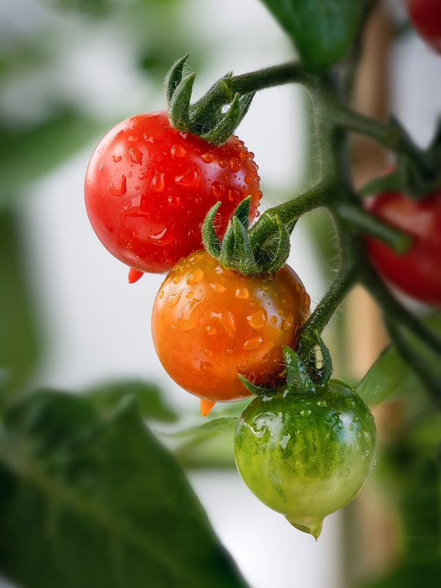 Tomate